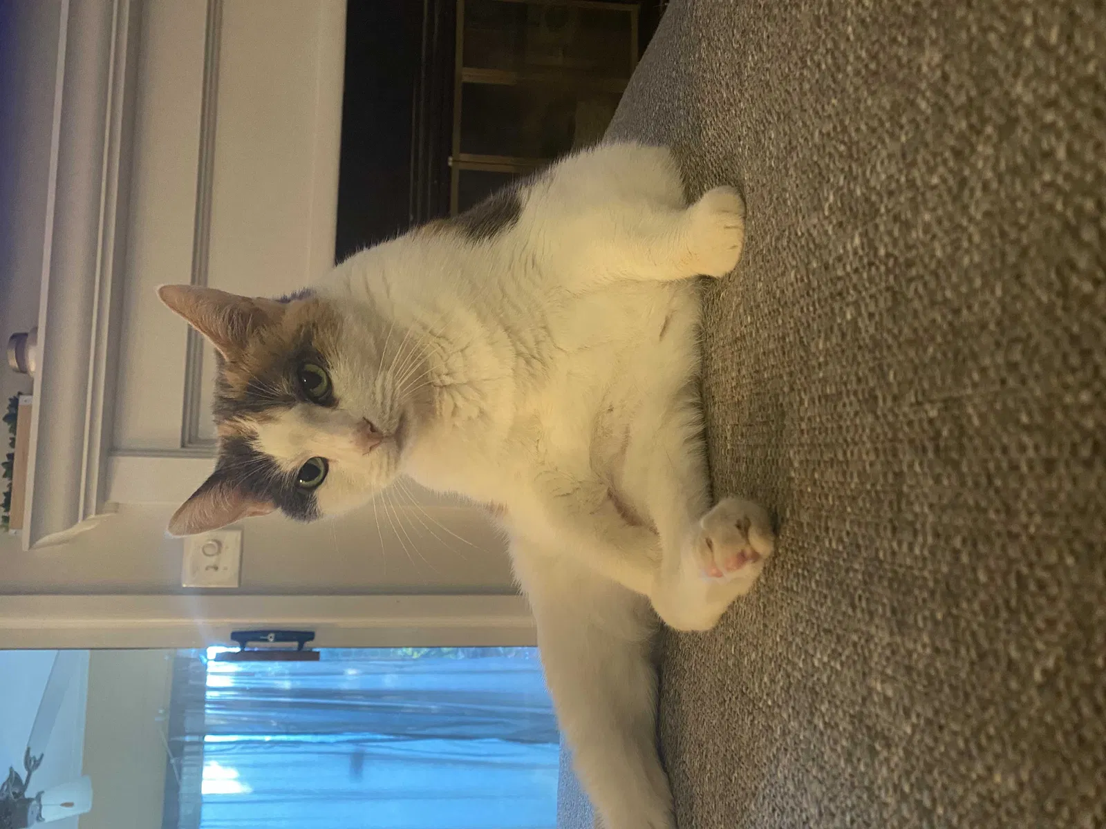 Lost cat in Smyrna, GA, 30080