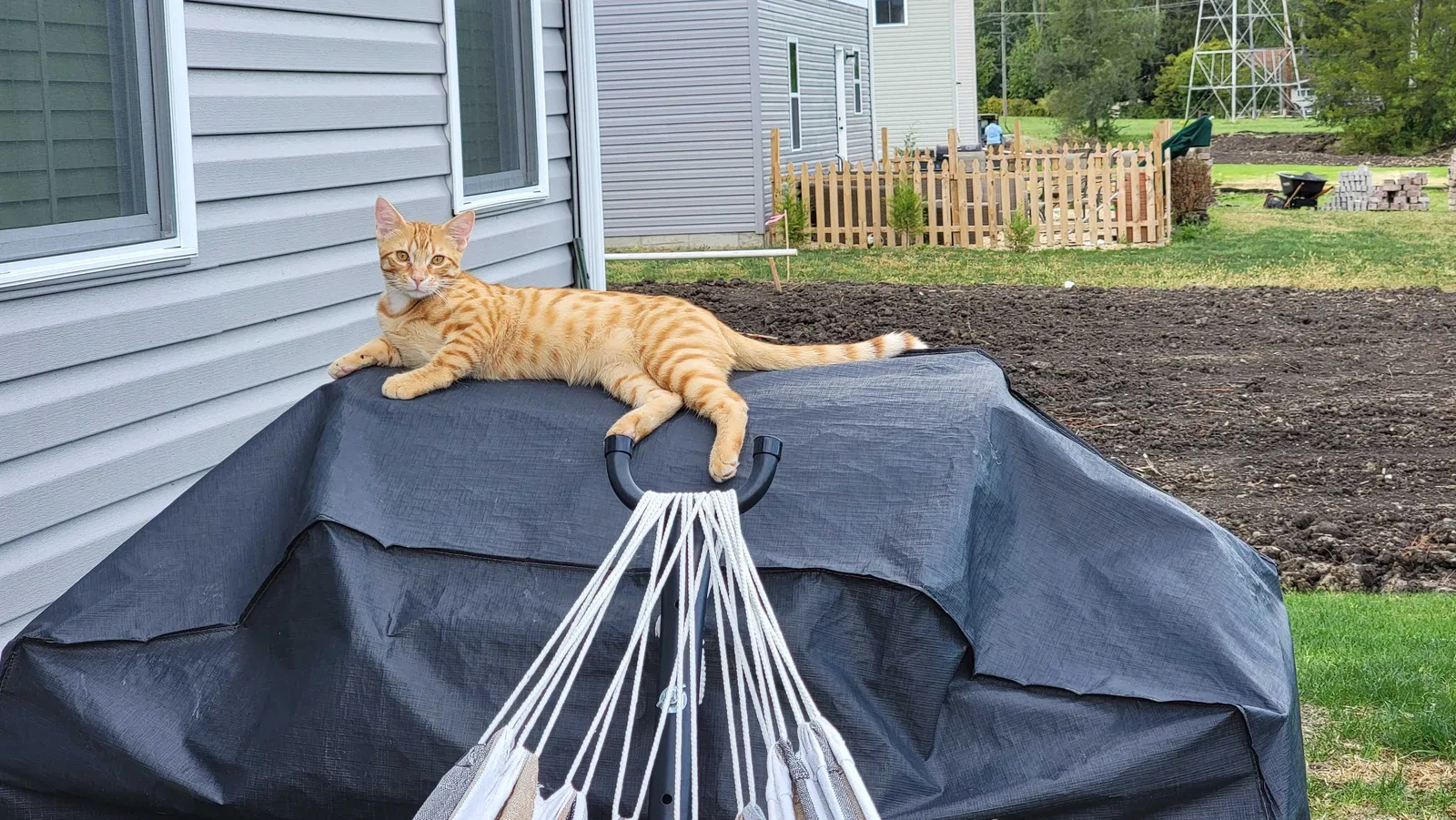 Lost cat in Joliet, IL, 60433