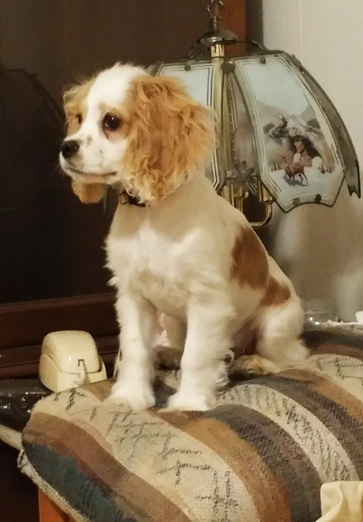 Lost dog in Wills Point, TX, 75169