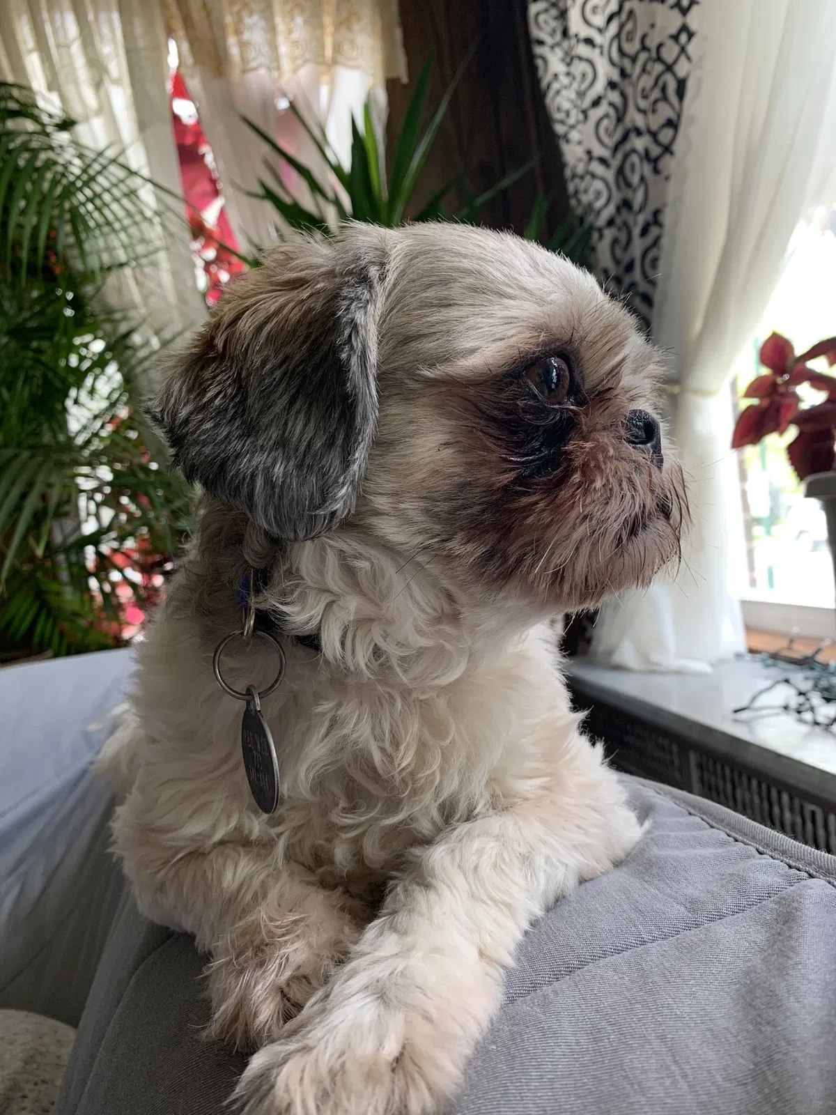 Lost dog in San Antonio, TX, 78250