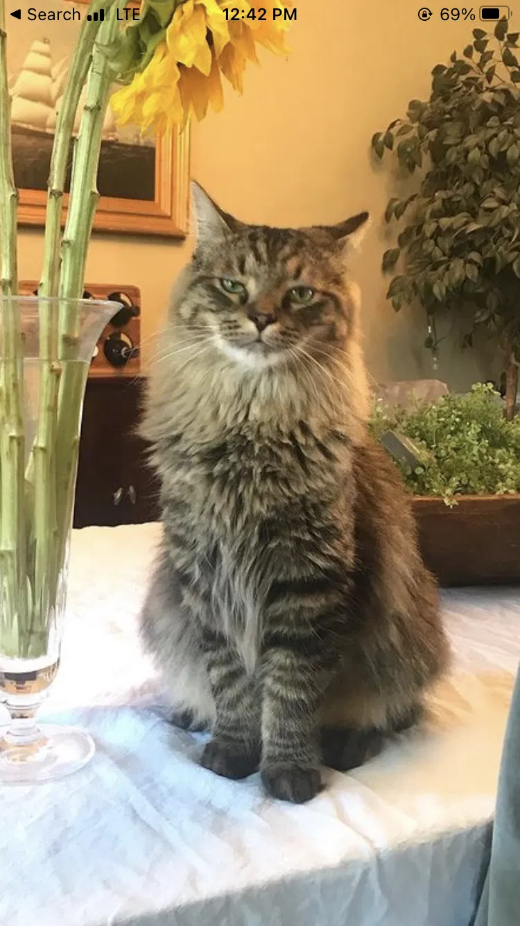 Lost cat in Springboro, OH, 45066