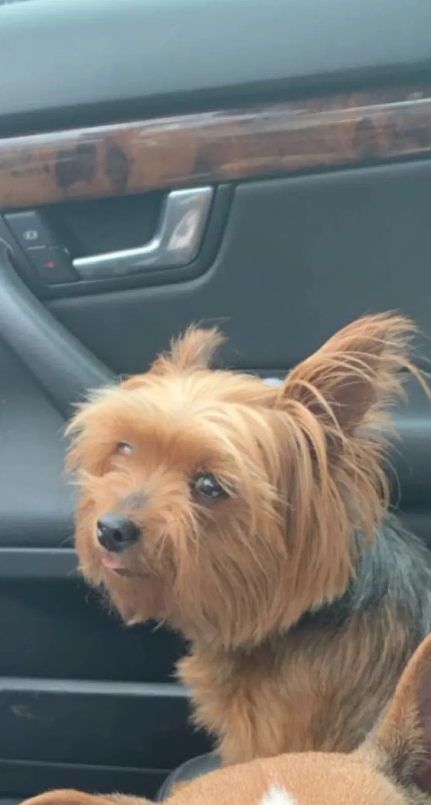 Lost dog in Biloxi, MS, 39530