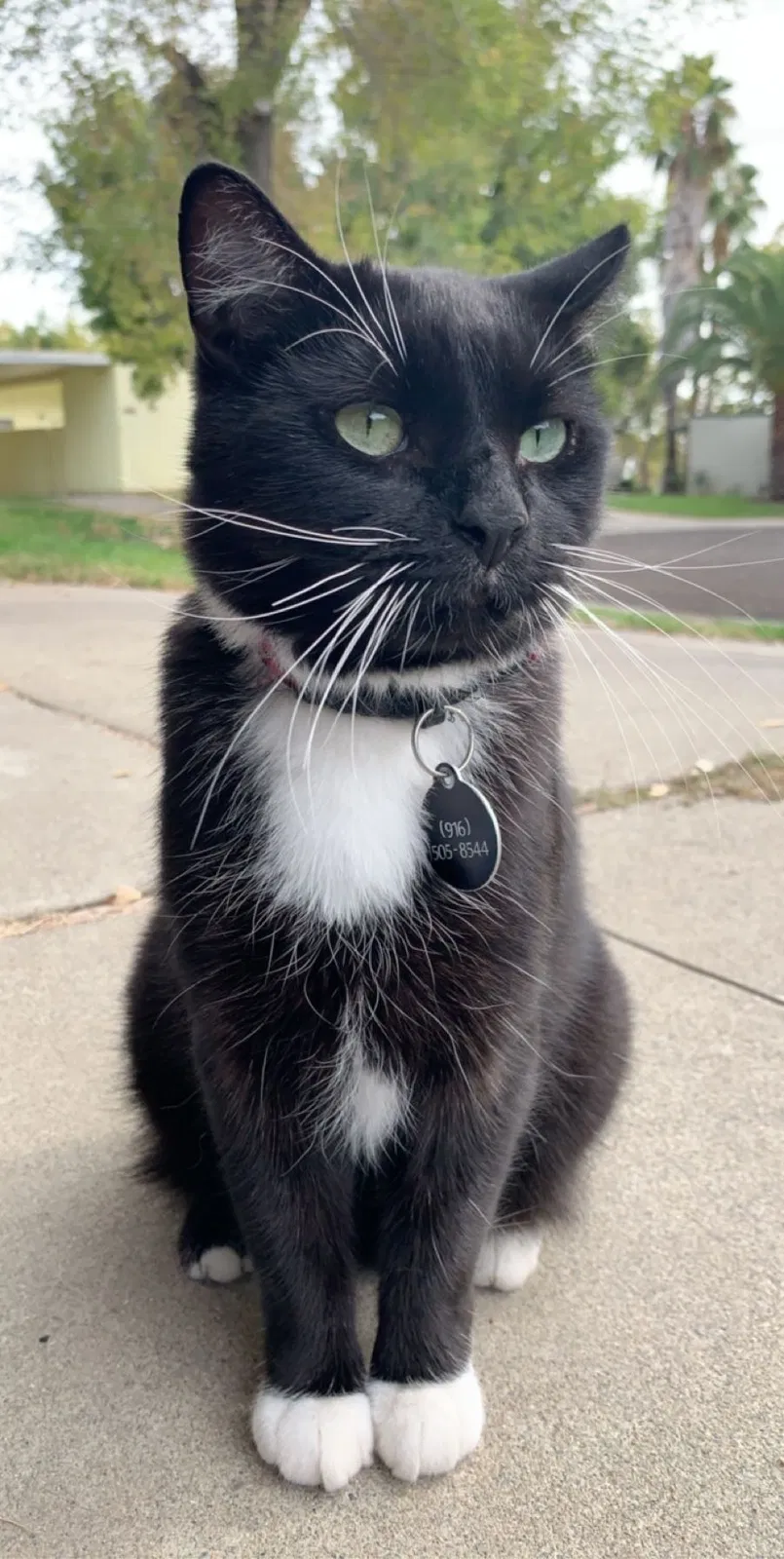 Lost cat in North Highlands, CA, 95660