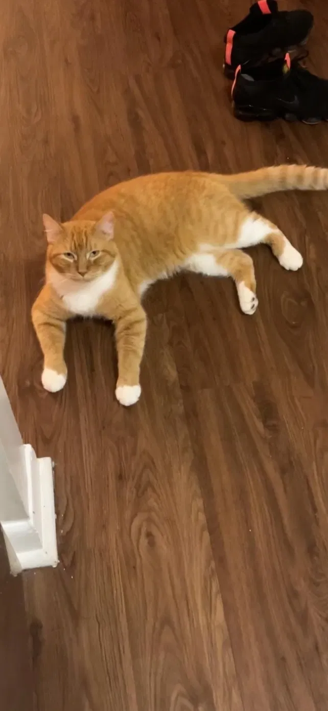 Lost cat in Pompano Beach, FL, 33068