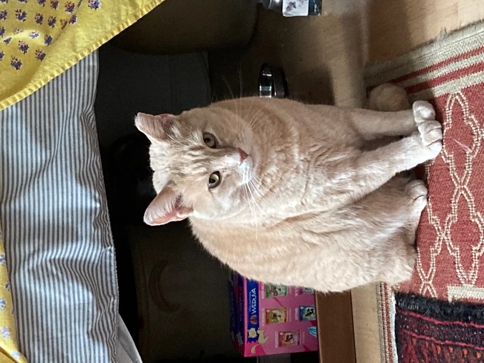 Lost cat in Silver Spring, MD, 20910