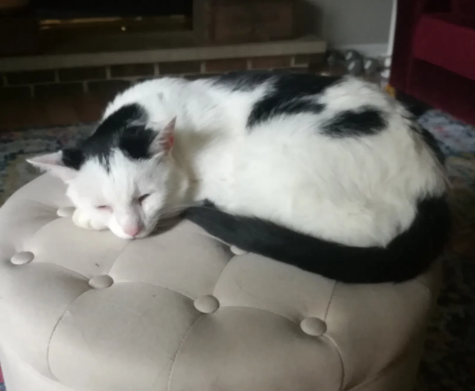 Lost cat in Lancaster, OH, 43130