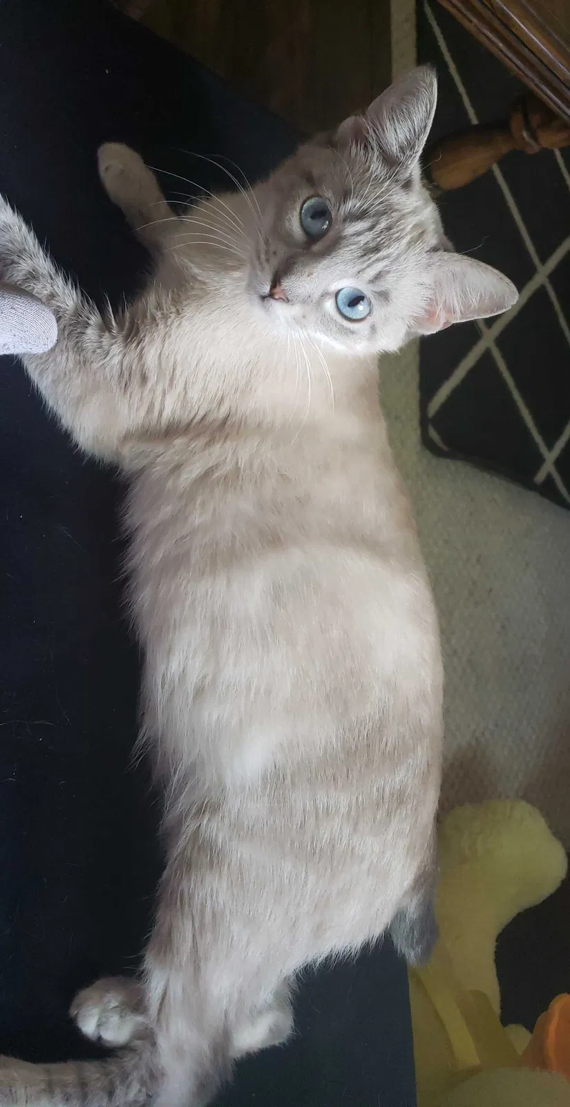 Lost cat in Jefferson, IA, 50129