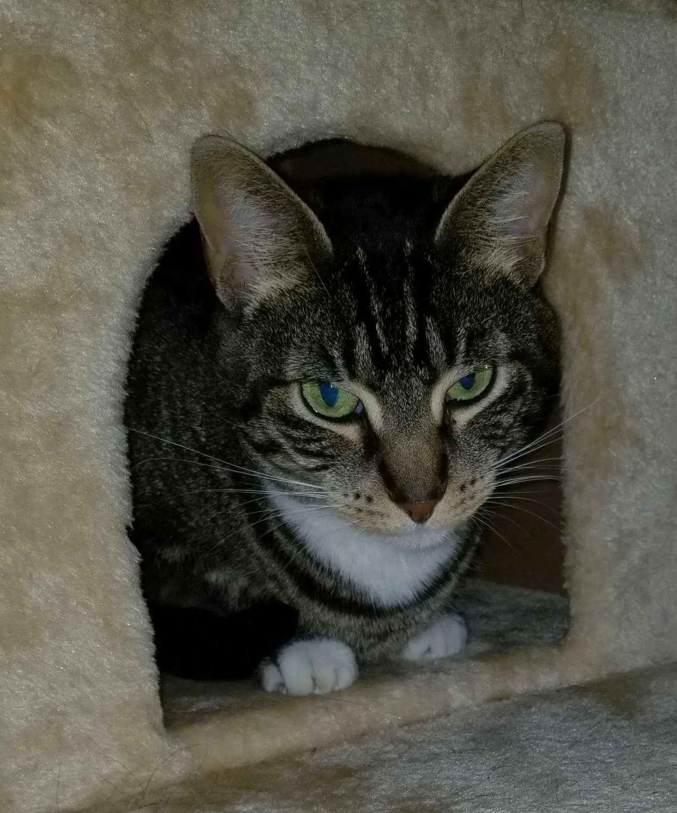Lost cat in Unknown, CA, 85821