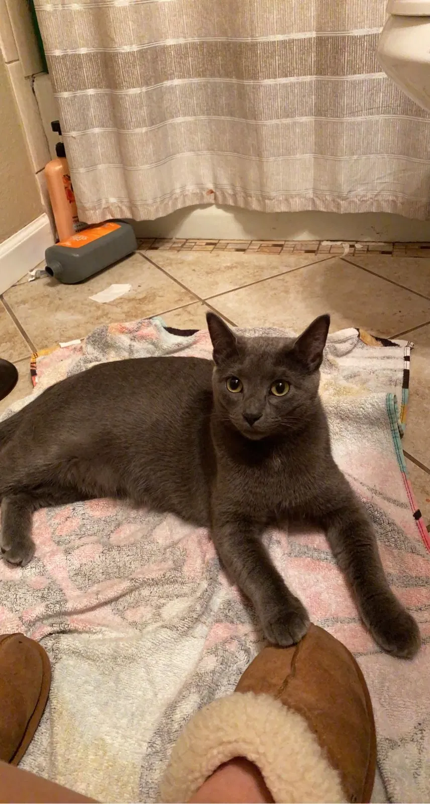 Lost cat in Olathe, KS, 66061