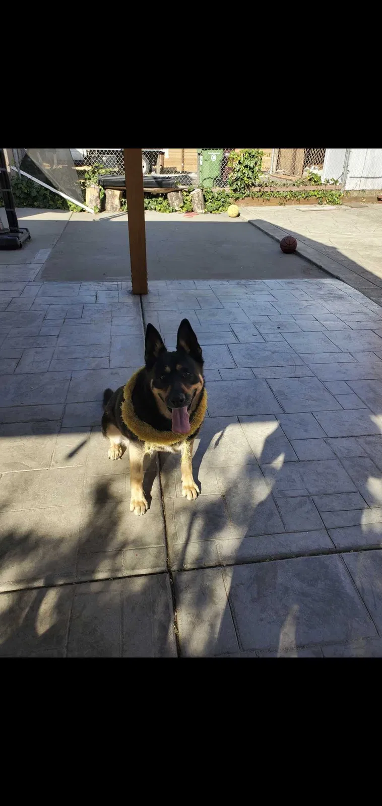 Lost dog in Oakland, CA, 94621