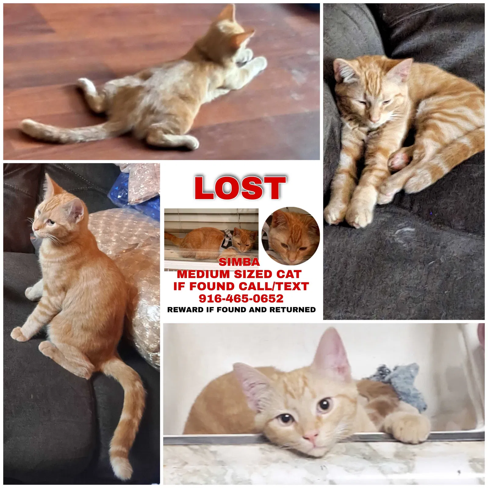 Lost cat in Sacramento, CA, 95815