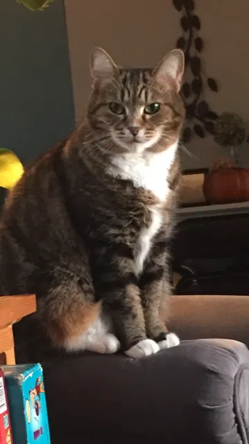 Lost cat in Rochester, NY, 14618