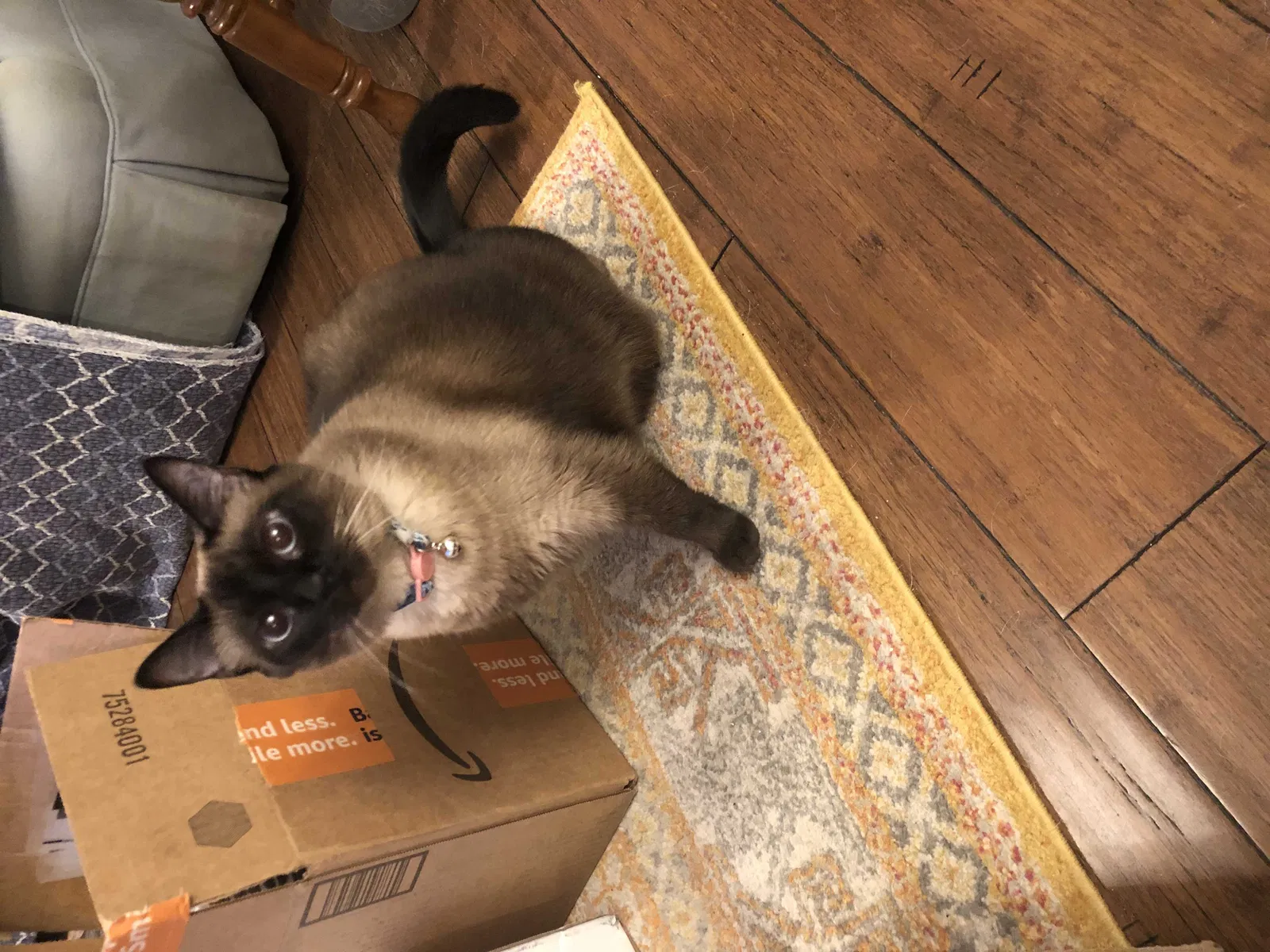 Lost cat in Tallahassee, FL, 32303