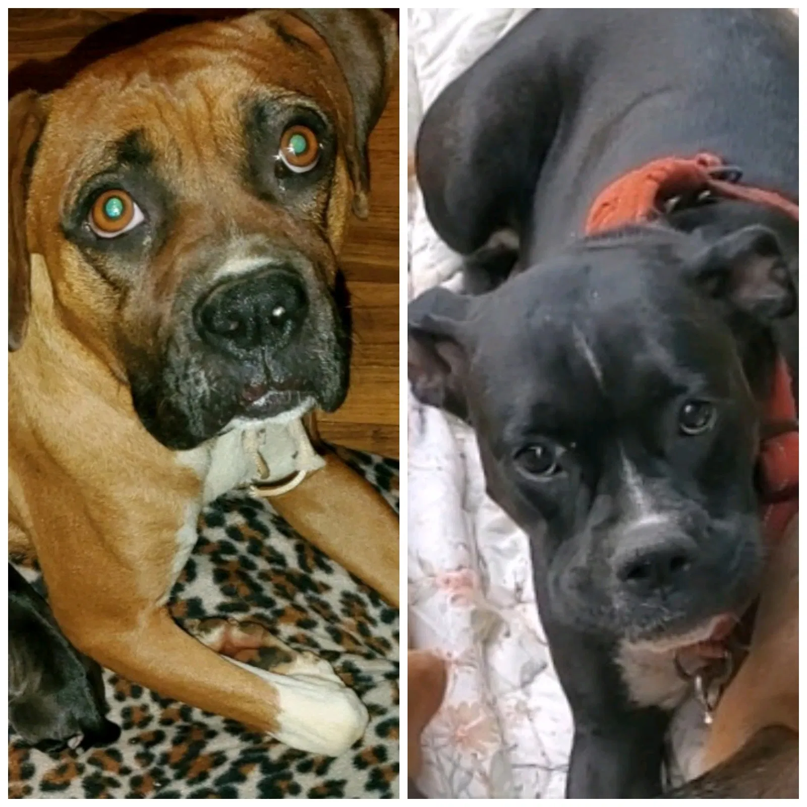 Found dog in Newport, TN, 37821