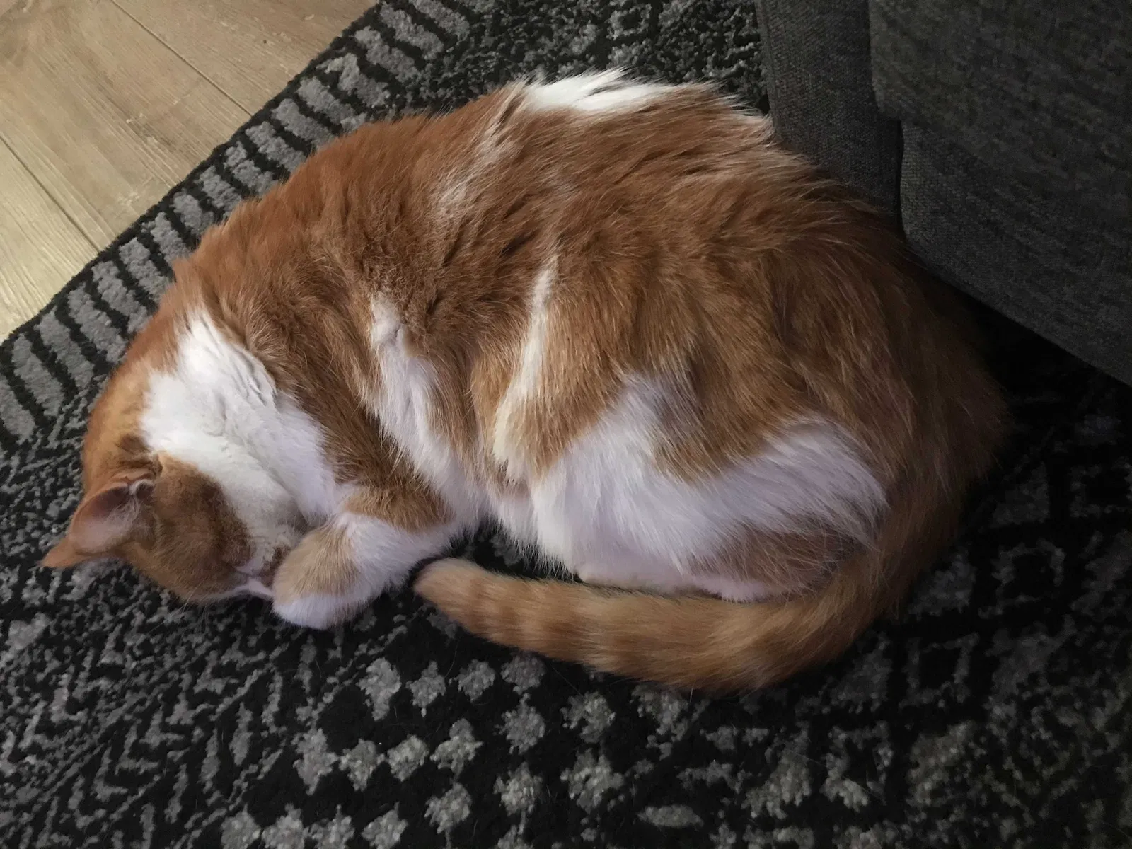Lost cat in Henrico, VA, 23294