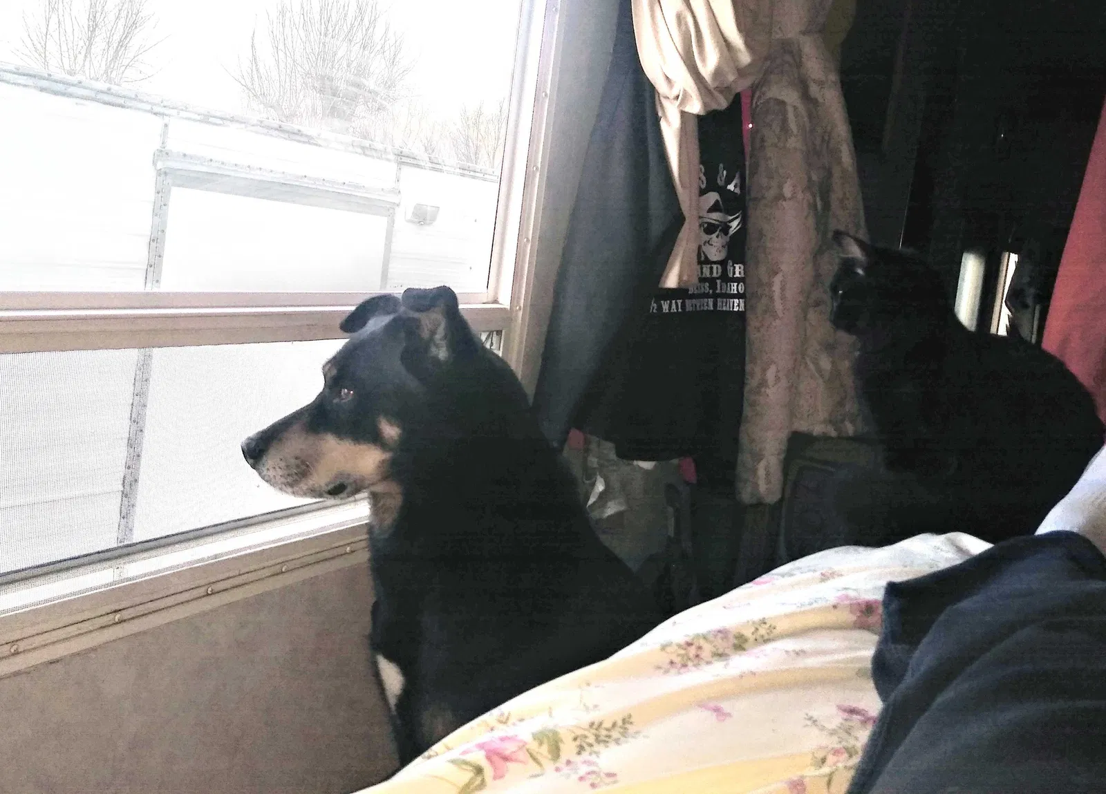 Lost dog in North Fork, ID, 83466
