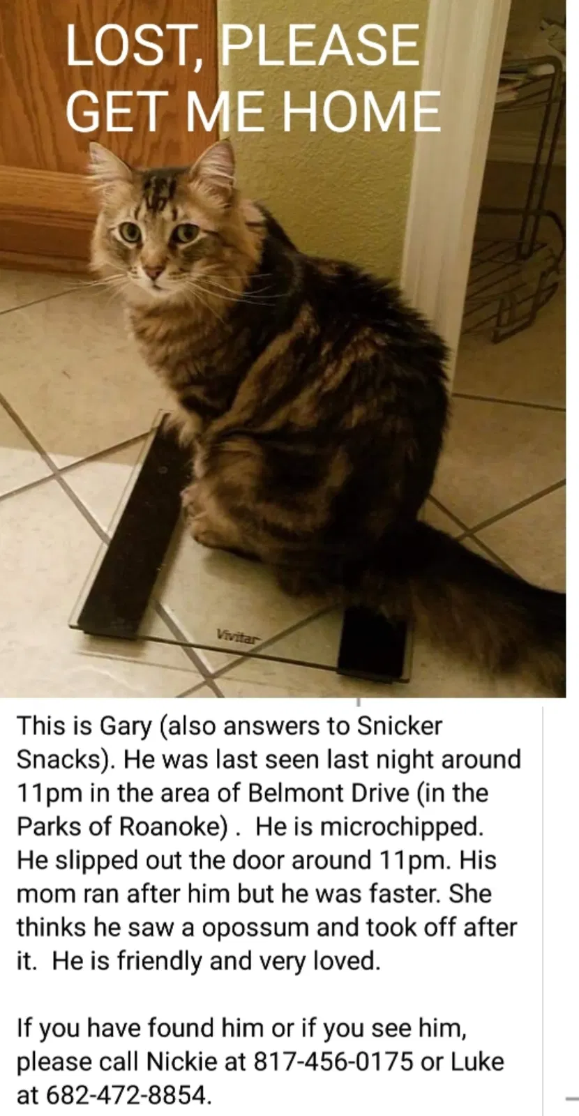 Lost cat in Roanoke, TX, 76262