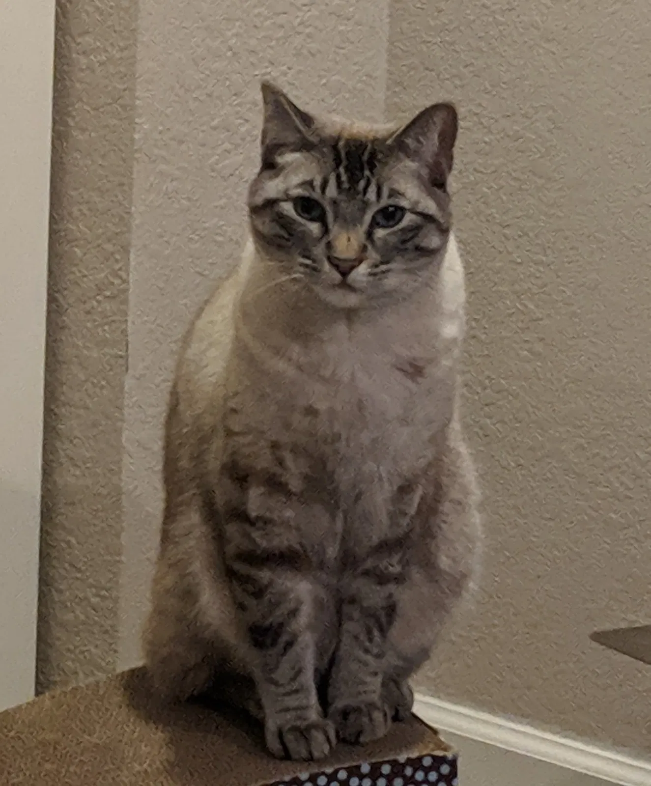 Lost cat in Tucson, AZ, 85730