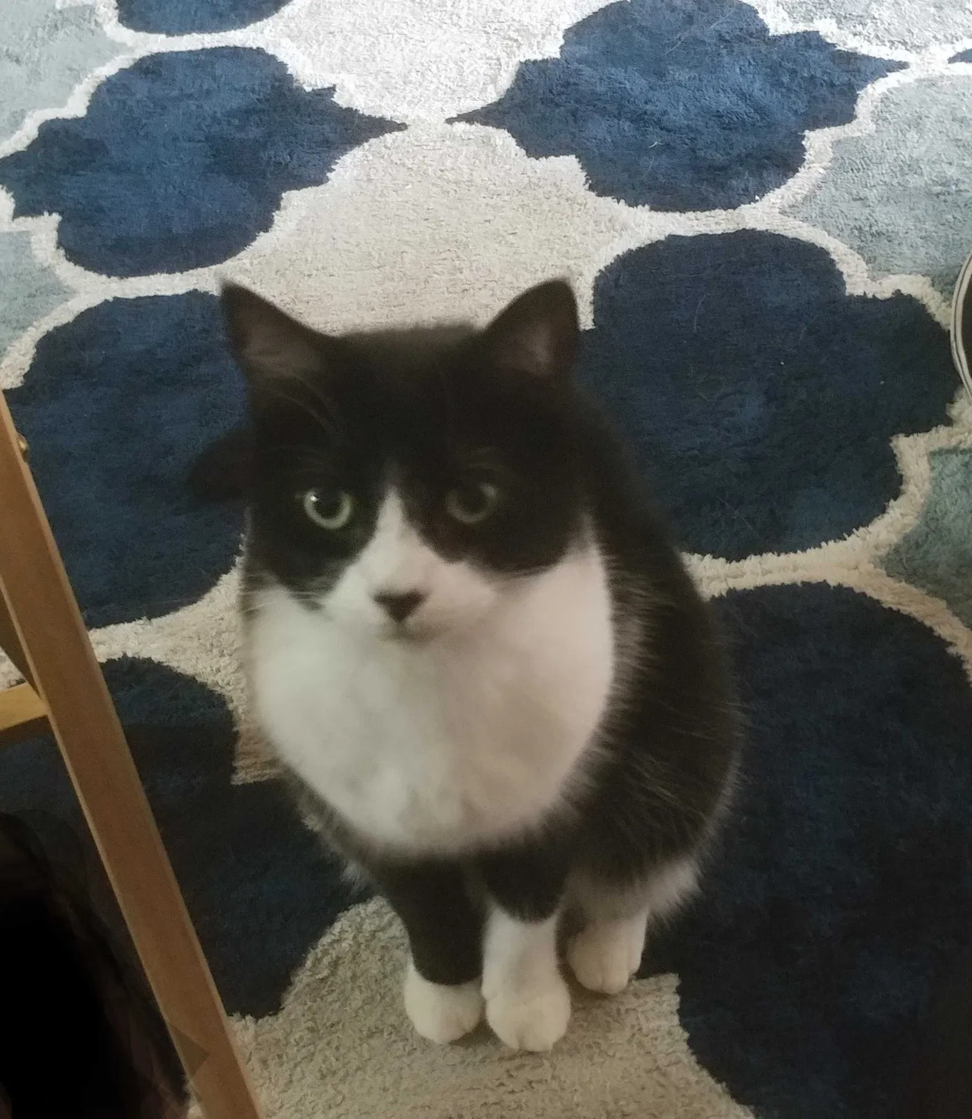 Lost cat in Houston, TX, 77070