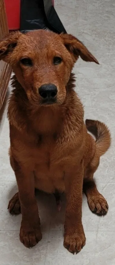 Lost dog in Lubbock, TX, 79414