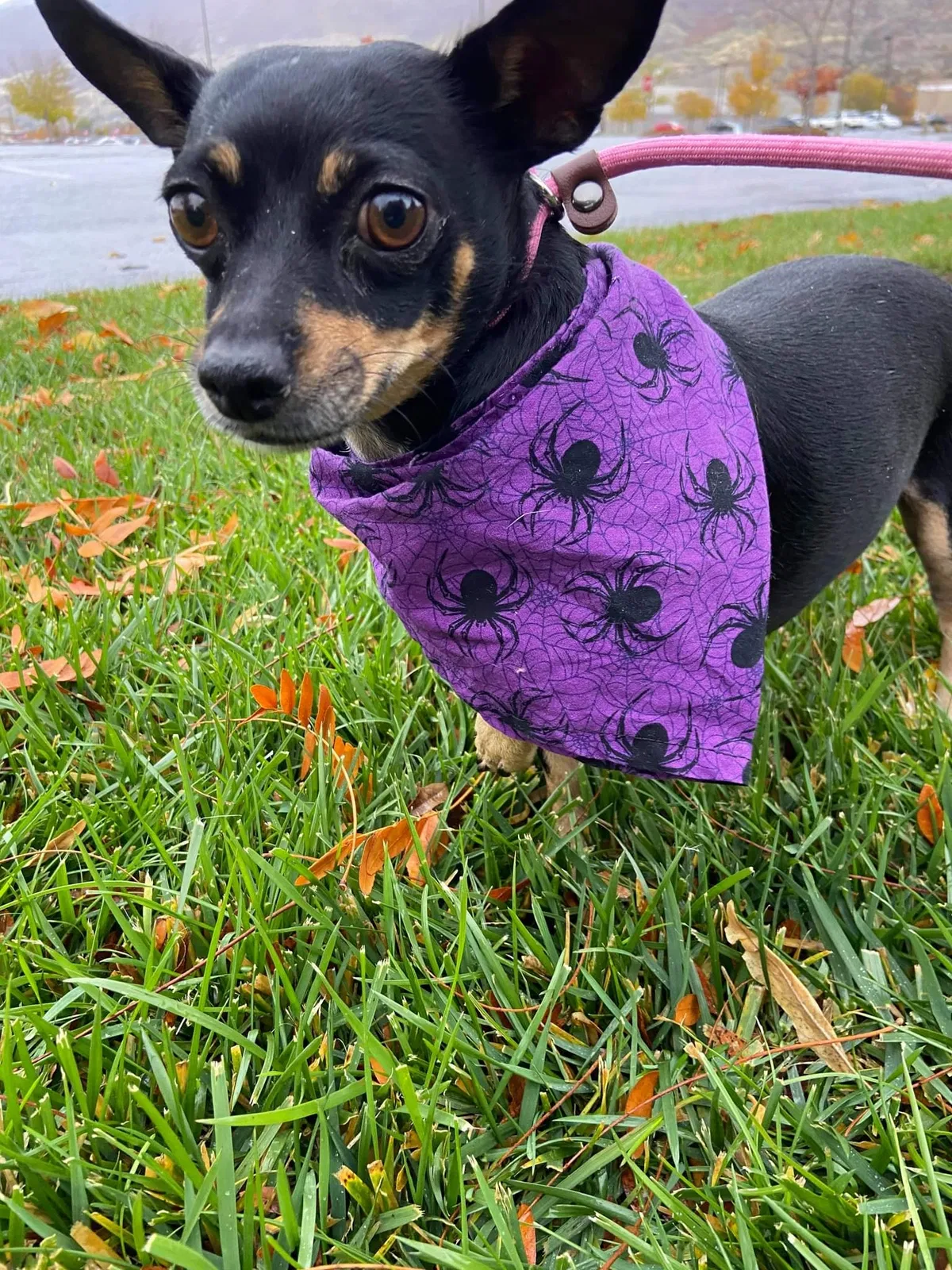 Lost dog in Bellevue, WA, 98005