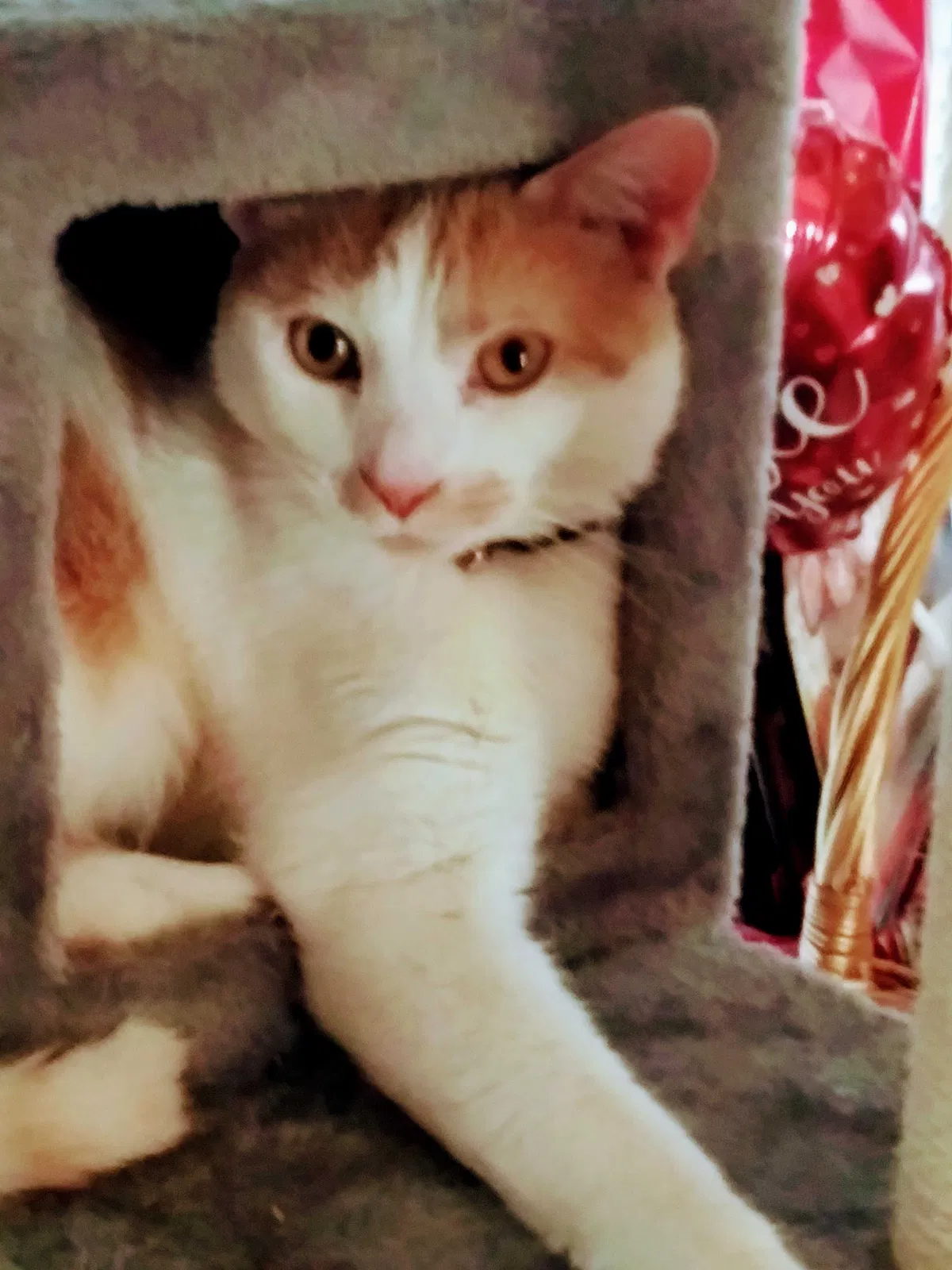 Lost cat in Knoxville, TN, 37923