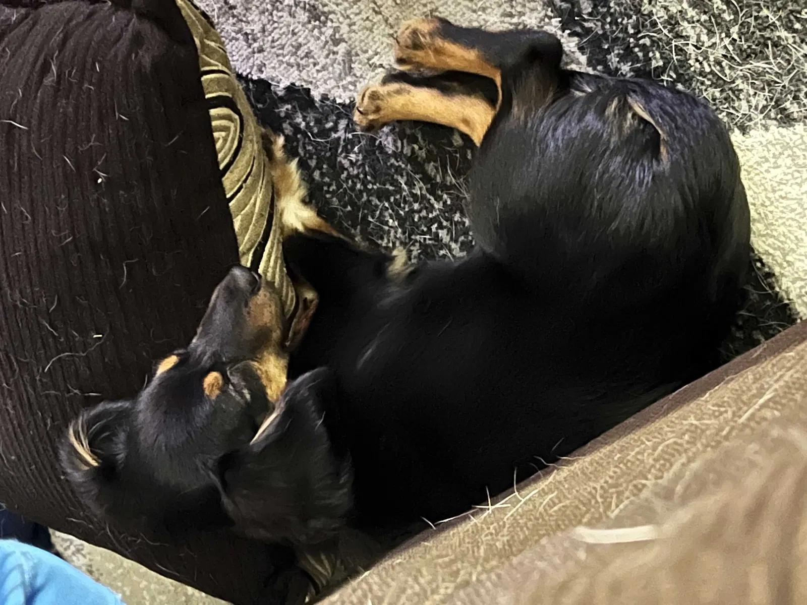 Lost dog in Sellersburg, IN, 47172