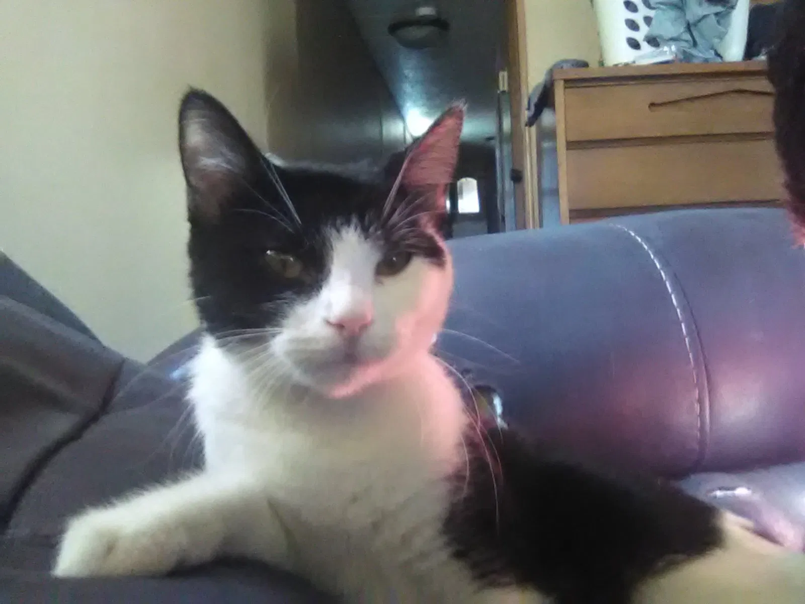 Lost cat in Garretson, SD, 57030