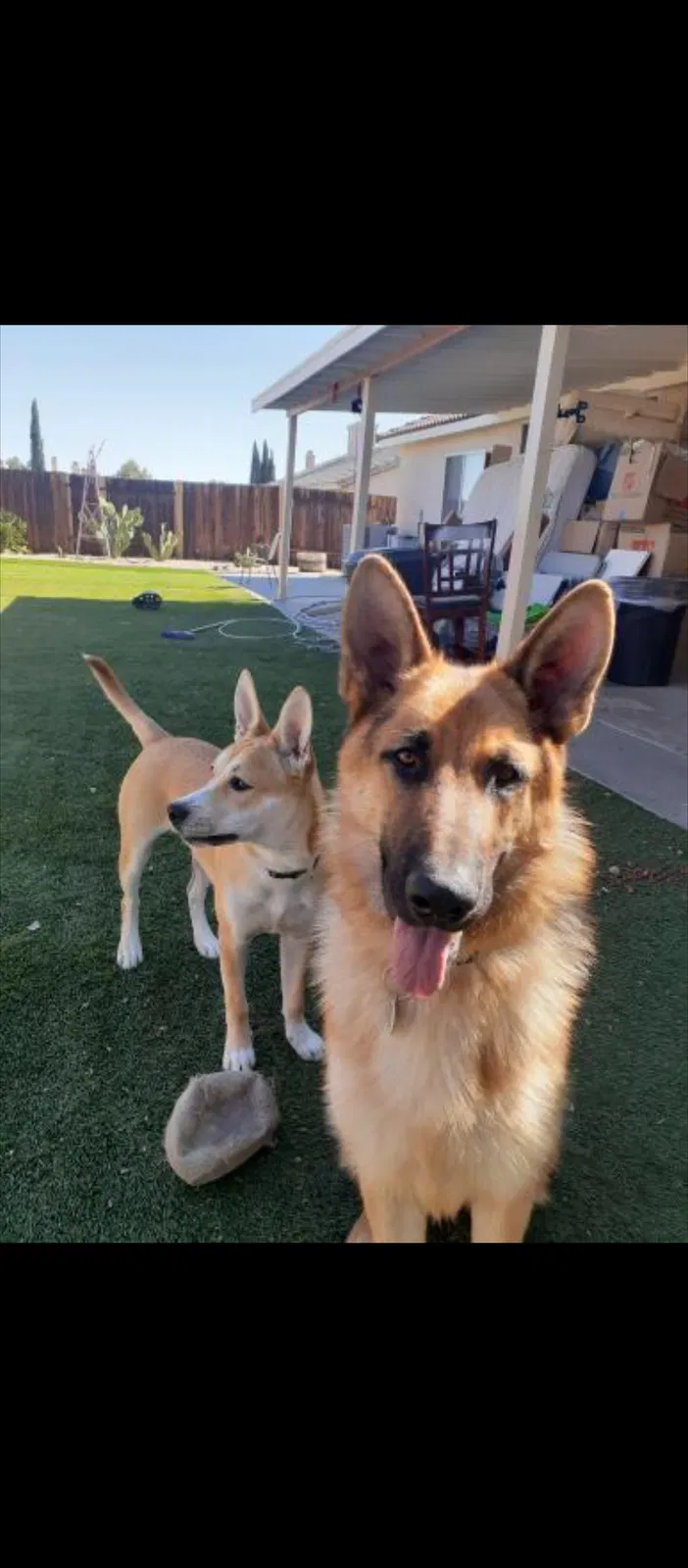 Lost dog in Victorville, CA, 92392