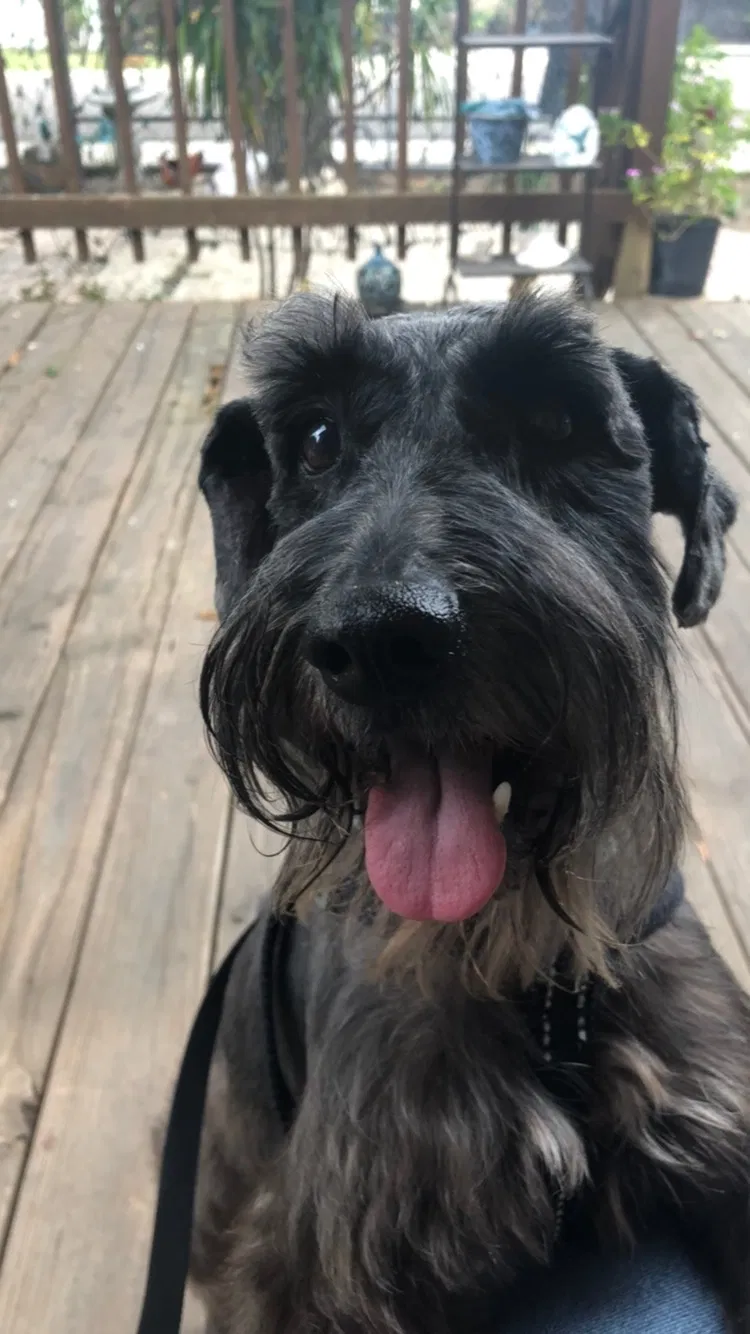 Lost dog in Mcallen, TX, 78501