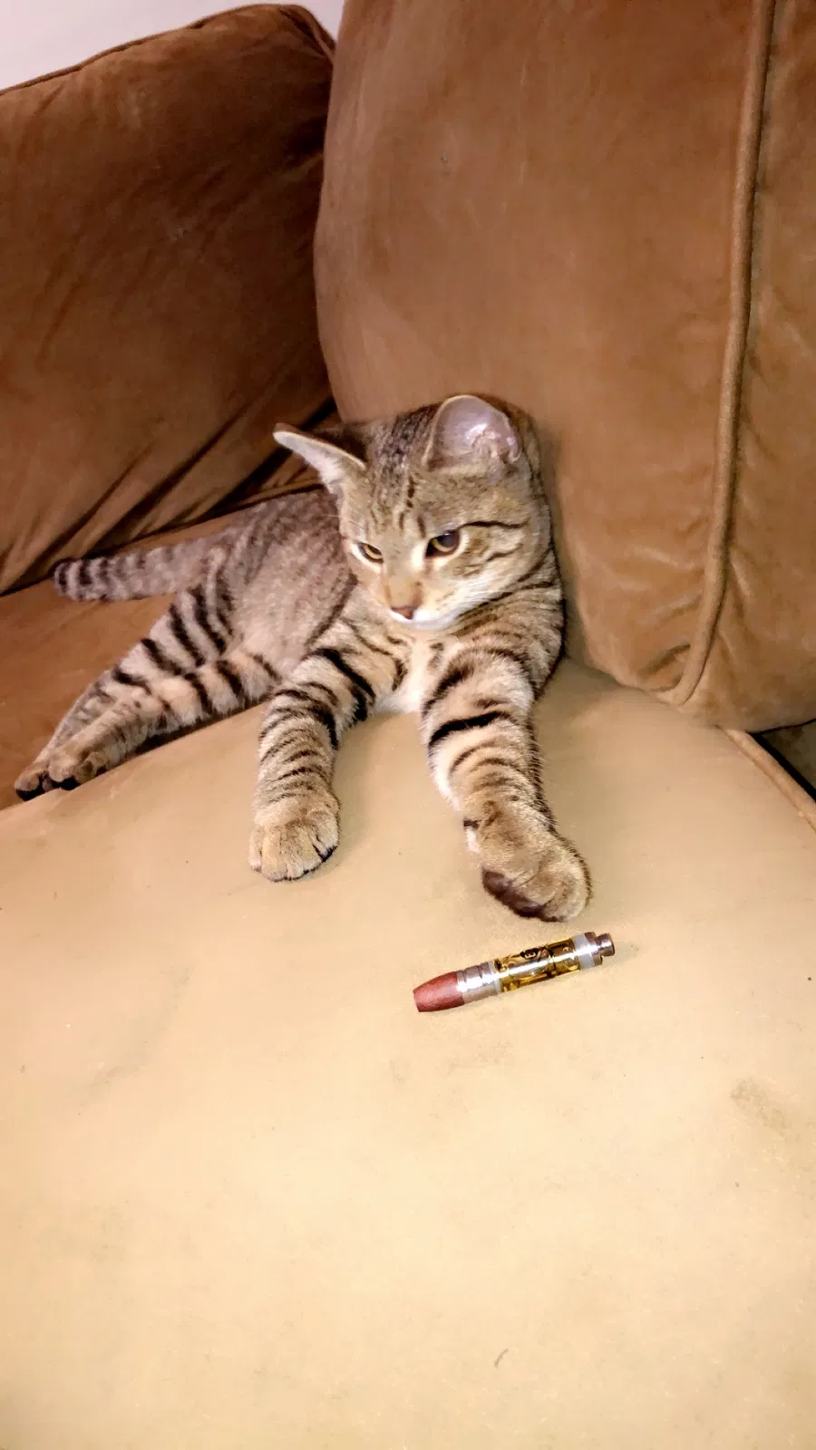 Lost cat in Fredericksburg, VA, 22407