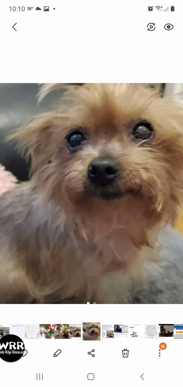 Lost dog in Kershaw, SC, 29067