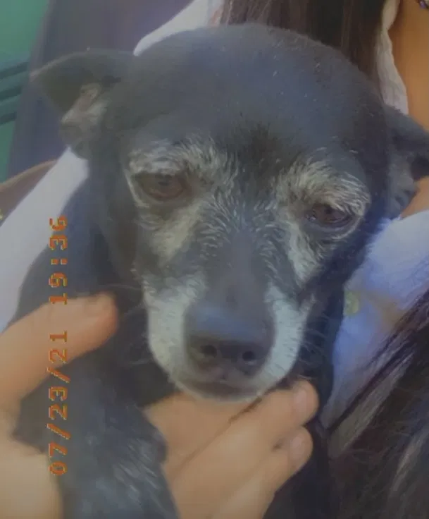 Lost dog in El Monte, CA, 91731