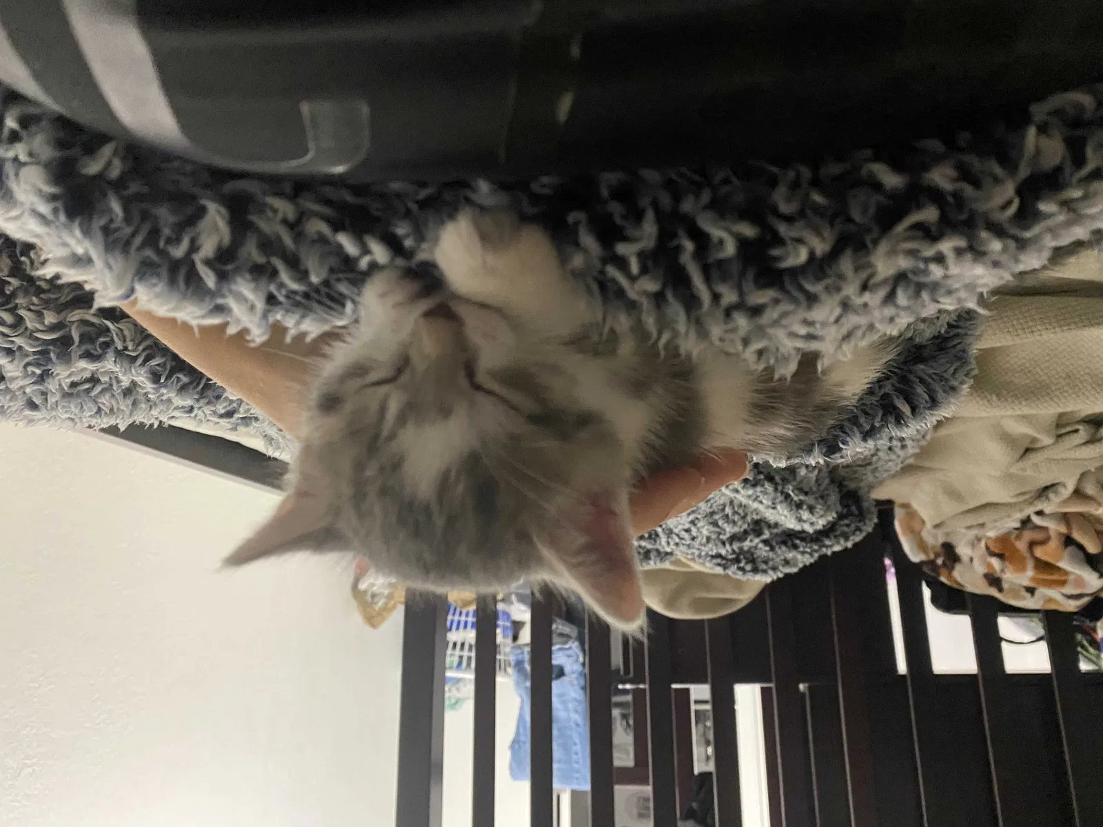 Lost cat in Clearwater, FL, 33755