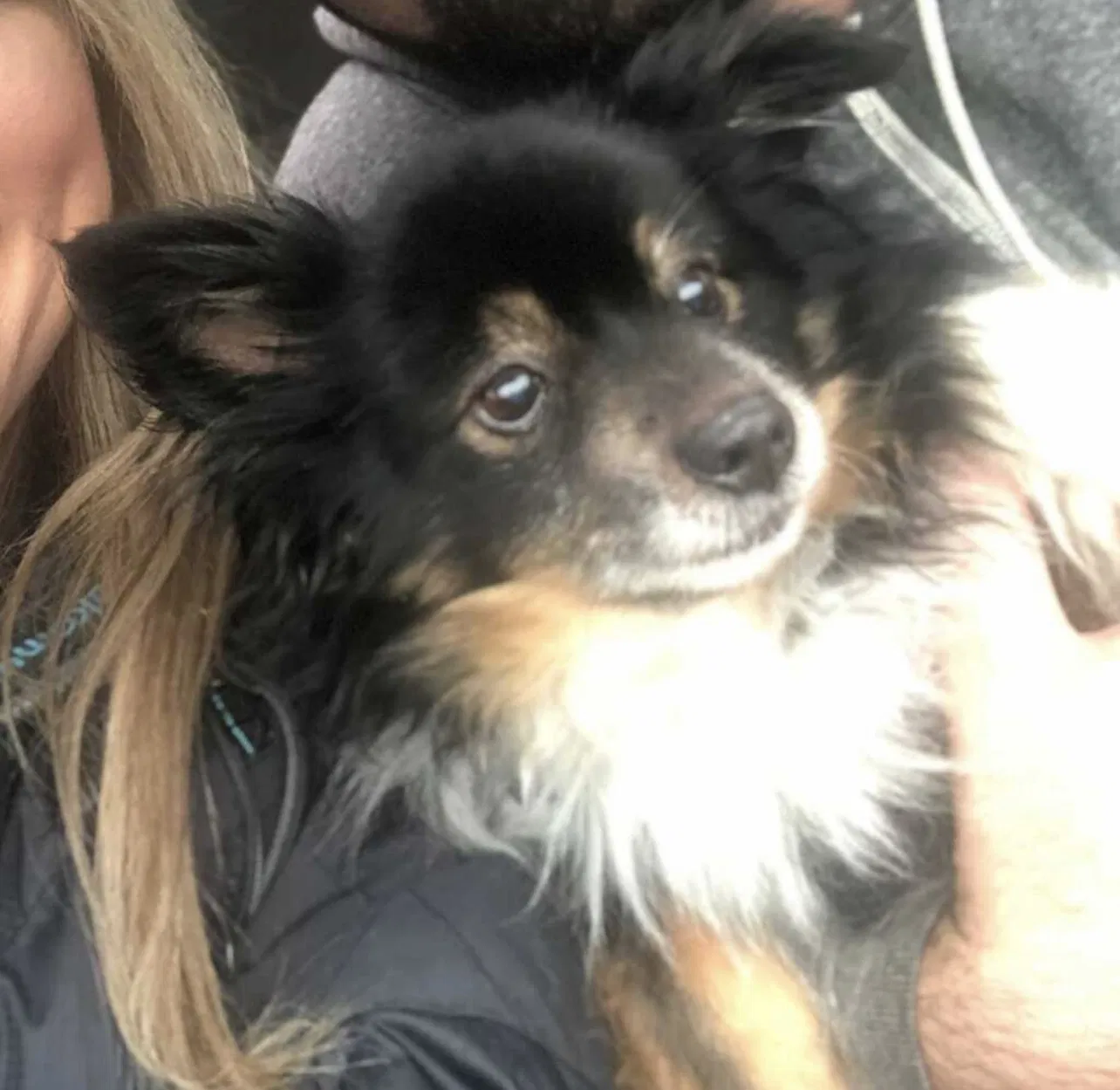 Lost dog in Portland, OR, 97220