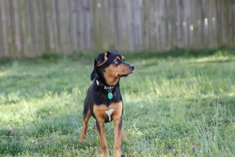 Lost dog in Fredericksburg, VA, 22407