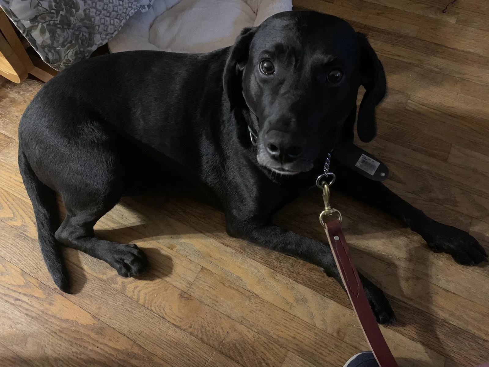 Lost dog in Indianapolis, IN, 46240