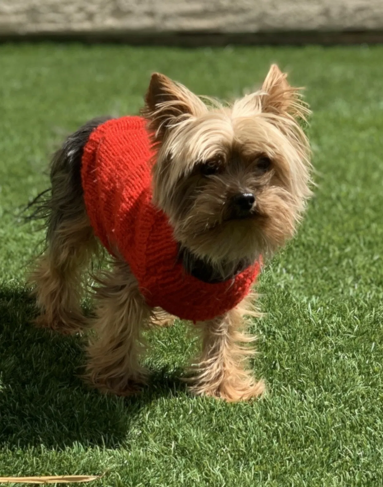 Lost dog in Las Vegas, NV, 89113