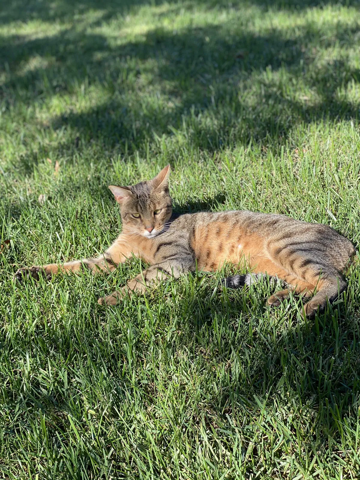 Lost cat in Mooresville, NC, 28117