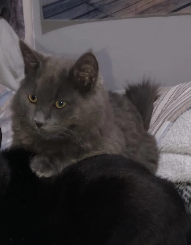 Lost cat in Manchester, NH, 3103