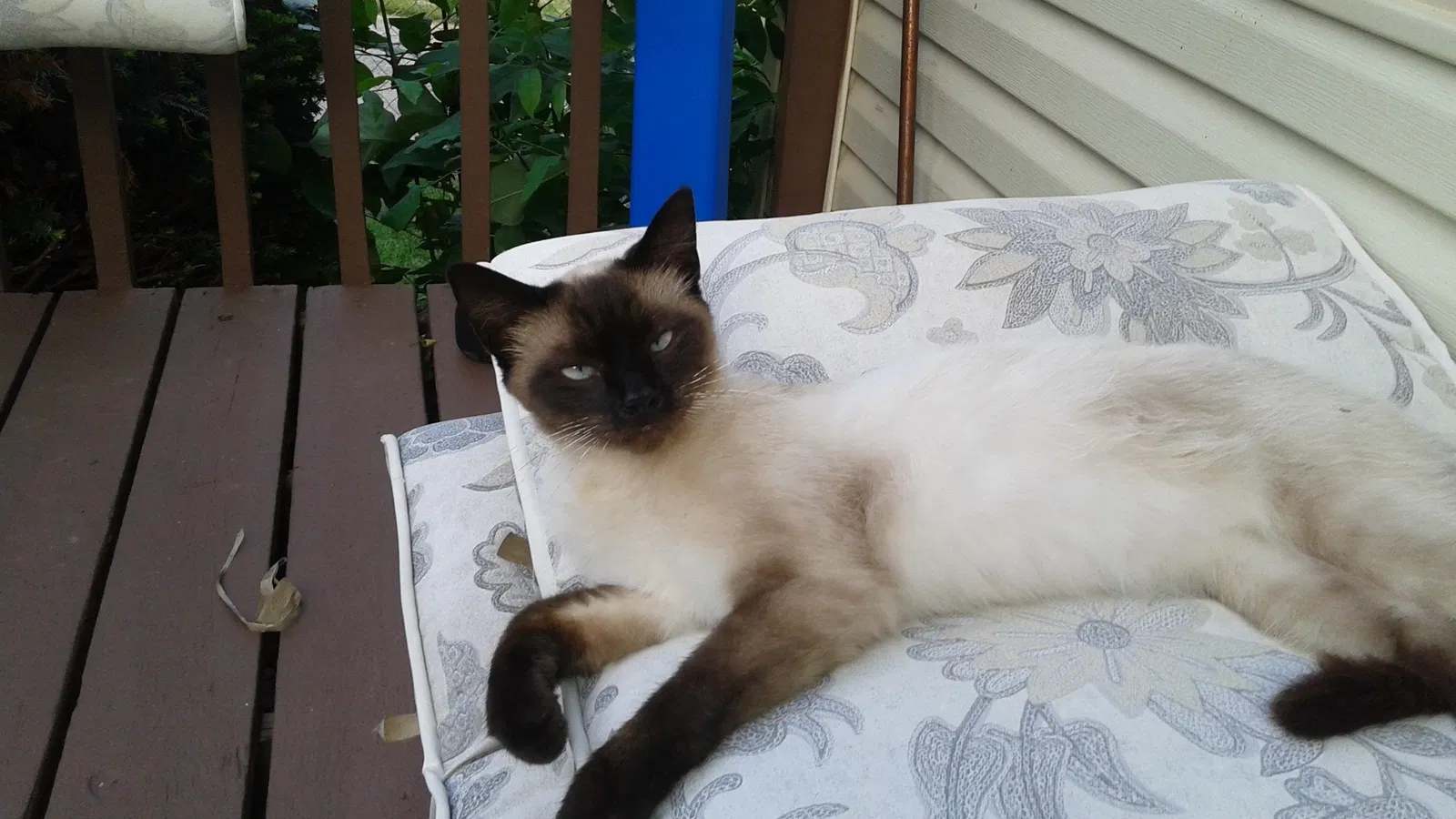 Lost cat in Harrison, OH, 45030