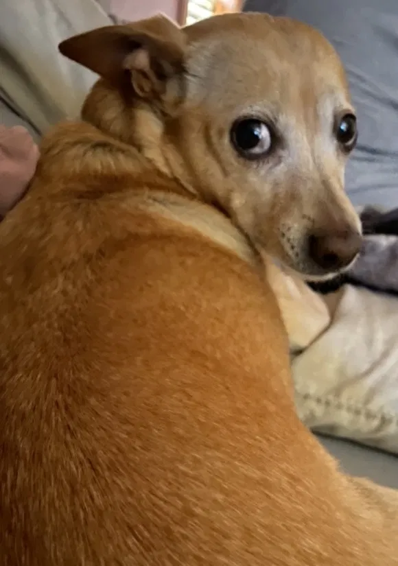 Lost dog in North Las Vegas, NV, 89081