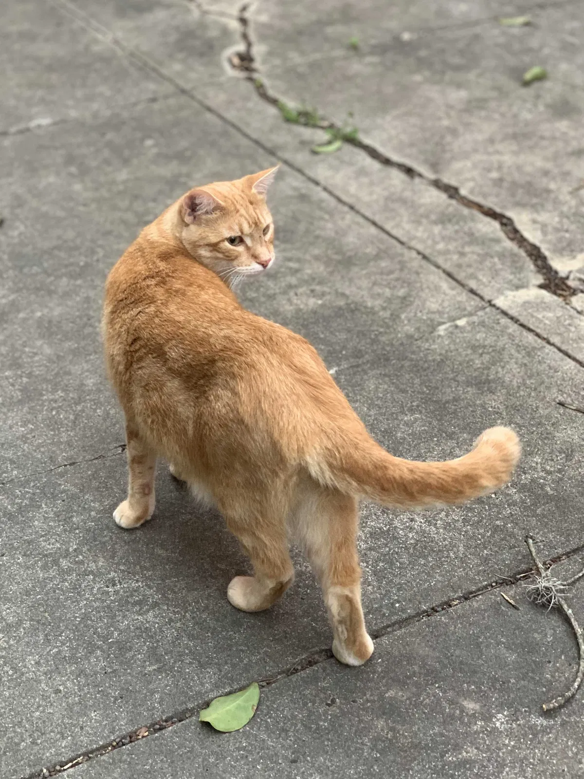 Lost cat in San Antonio, TX, 78212