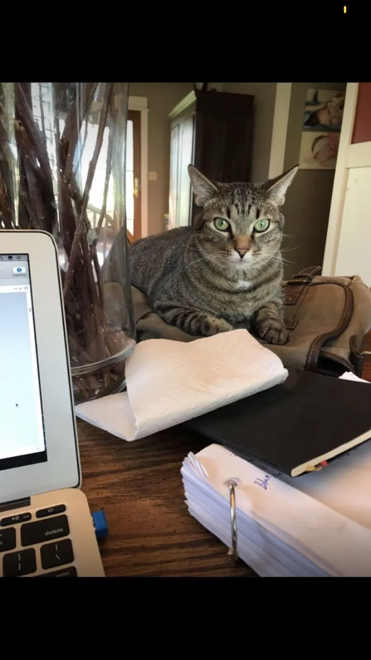 Lost cat in Lafayette, IN, 47905