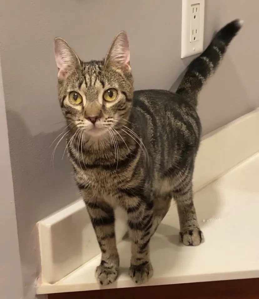 Lost cat in Englishtown, NJ, 7726