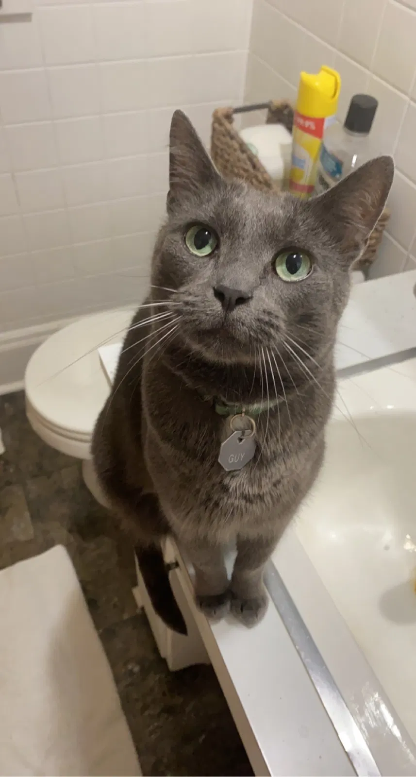 Lost cat in Evansville, IN, 47720