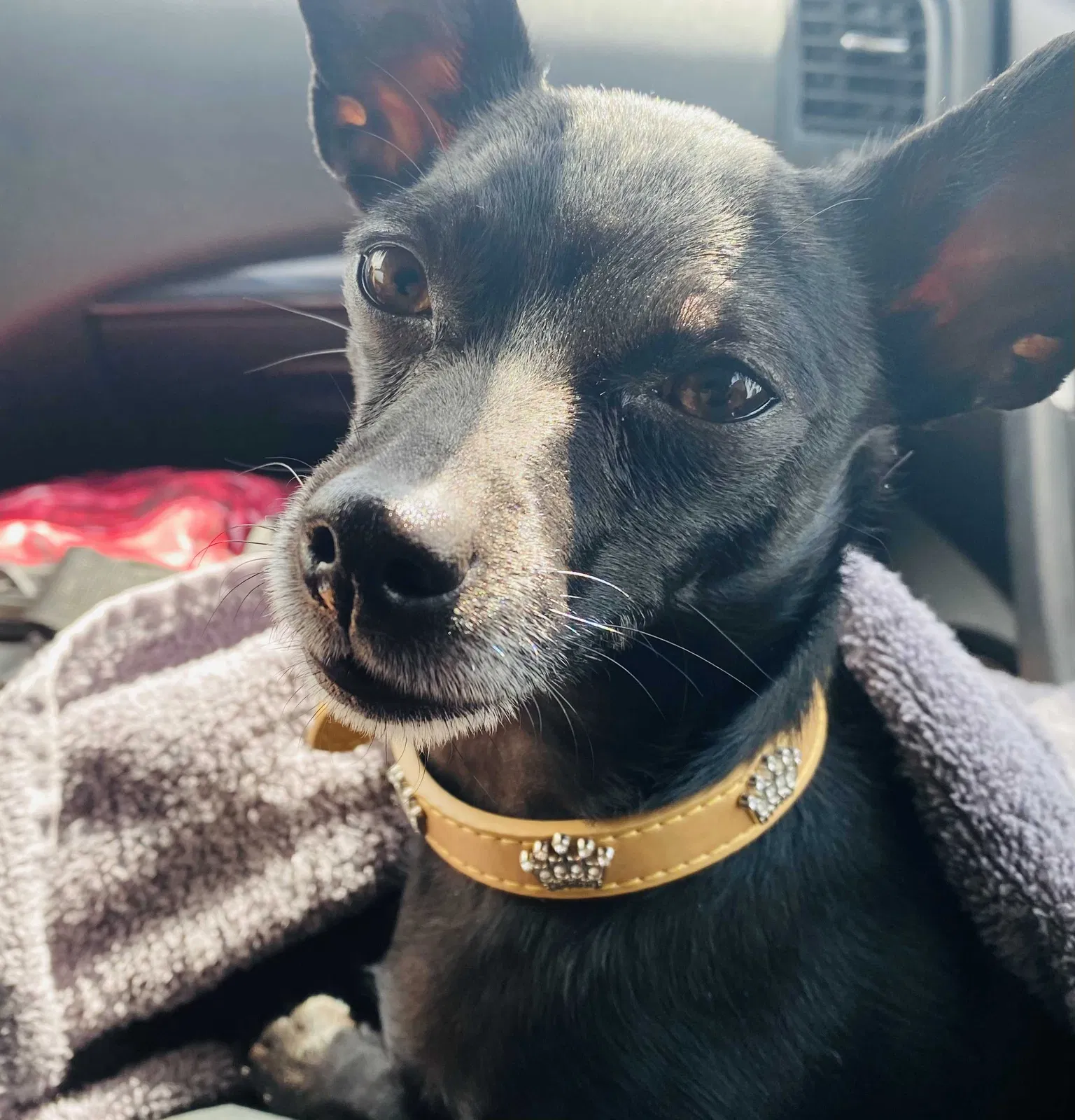 Lost dog in Tucson, AZ, 85746
