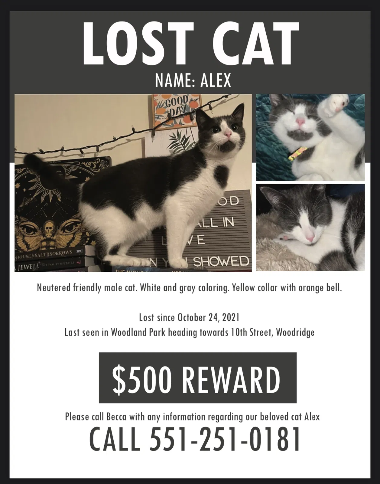 Lost cat in Hasbrouck Heights, NJ, 7604