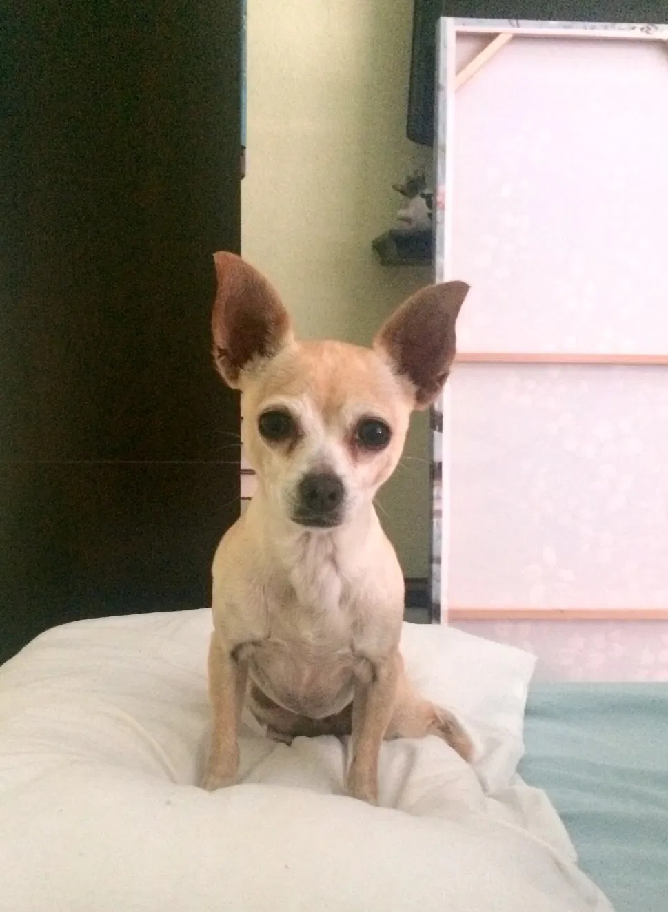 Lost dog in Westminster, CA, 92683