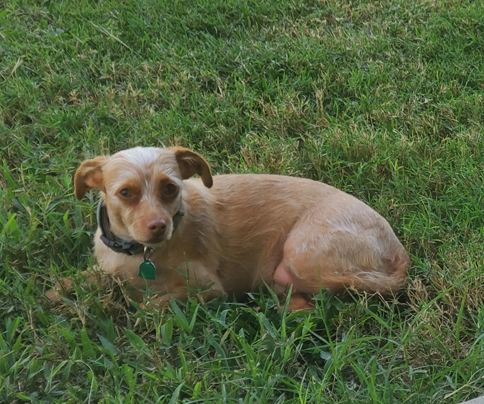 Lost dog in Cartersville, GA, 30120